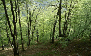 Ruta: El Hayal (Karrantza)