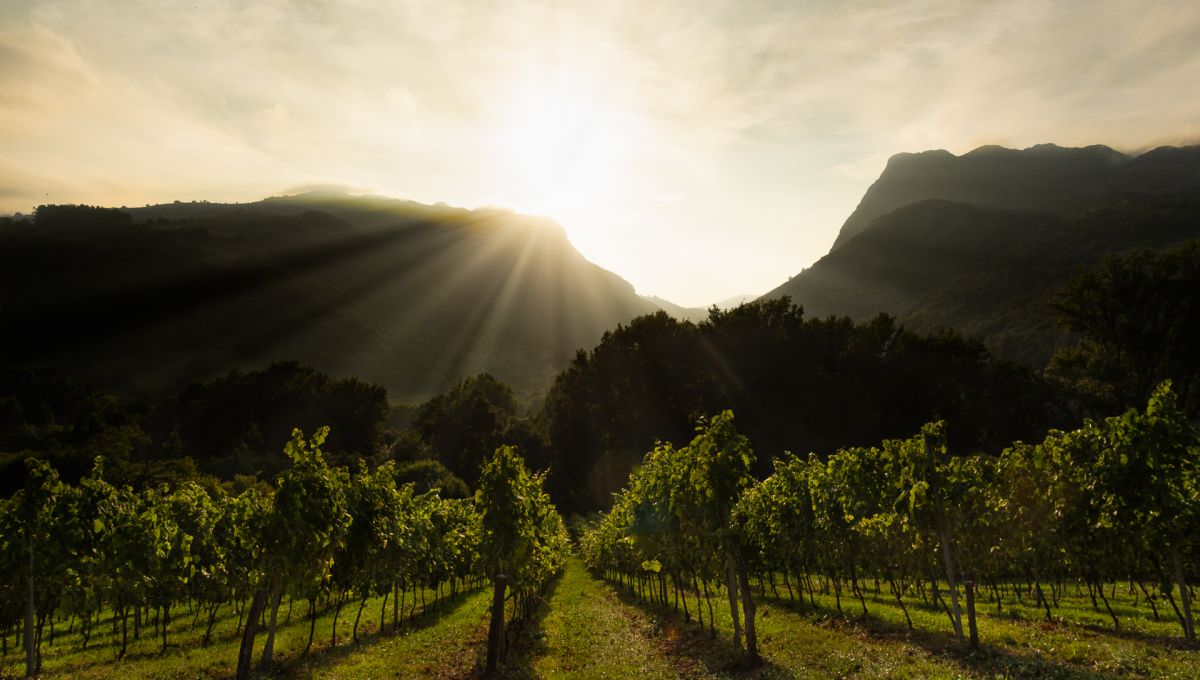El mundo del txakoli en Enkarterri&nbsp;(2026)