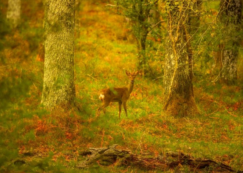 [Image de la Hêtraie de Boheriza]